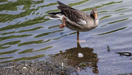 High angle view of mallard duck on lake