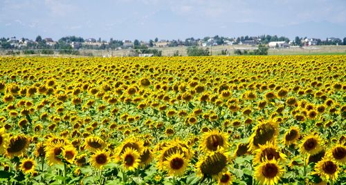 Scenic view of sunflower field against sky