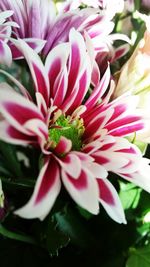 Close-up of pink flower