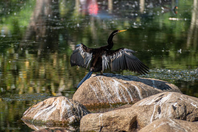 Bird on rock by lake
