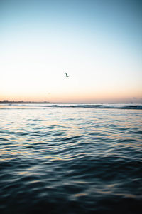 Bird flying over sea against sky