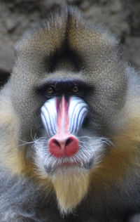 Close-up portrait of a dog