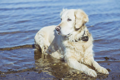 Beautiful golden retriever bathes in the sea