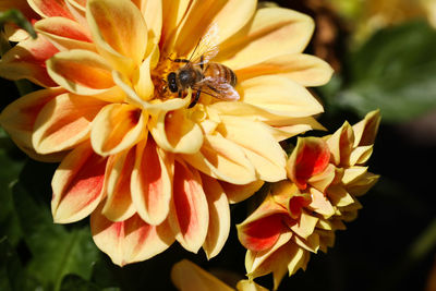 Close-up of insect on flower