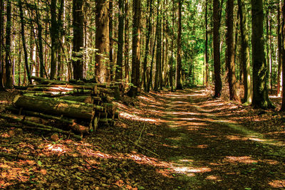 Trees growing in forest