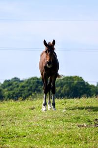 Horse standing on field