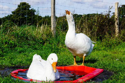 White duck on field