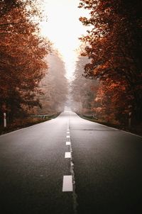 Surface level of road along trees