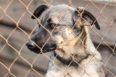 Close-up of a dog behind fence