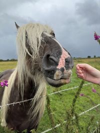 horse