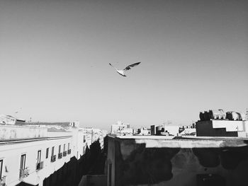 Seagulls flying in city against clear sky