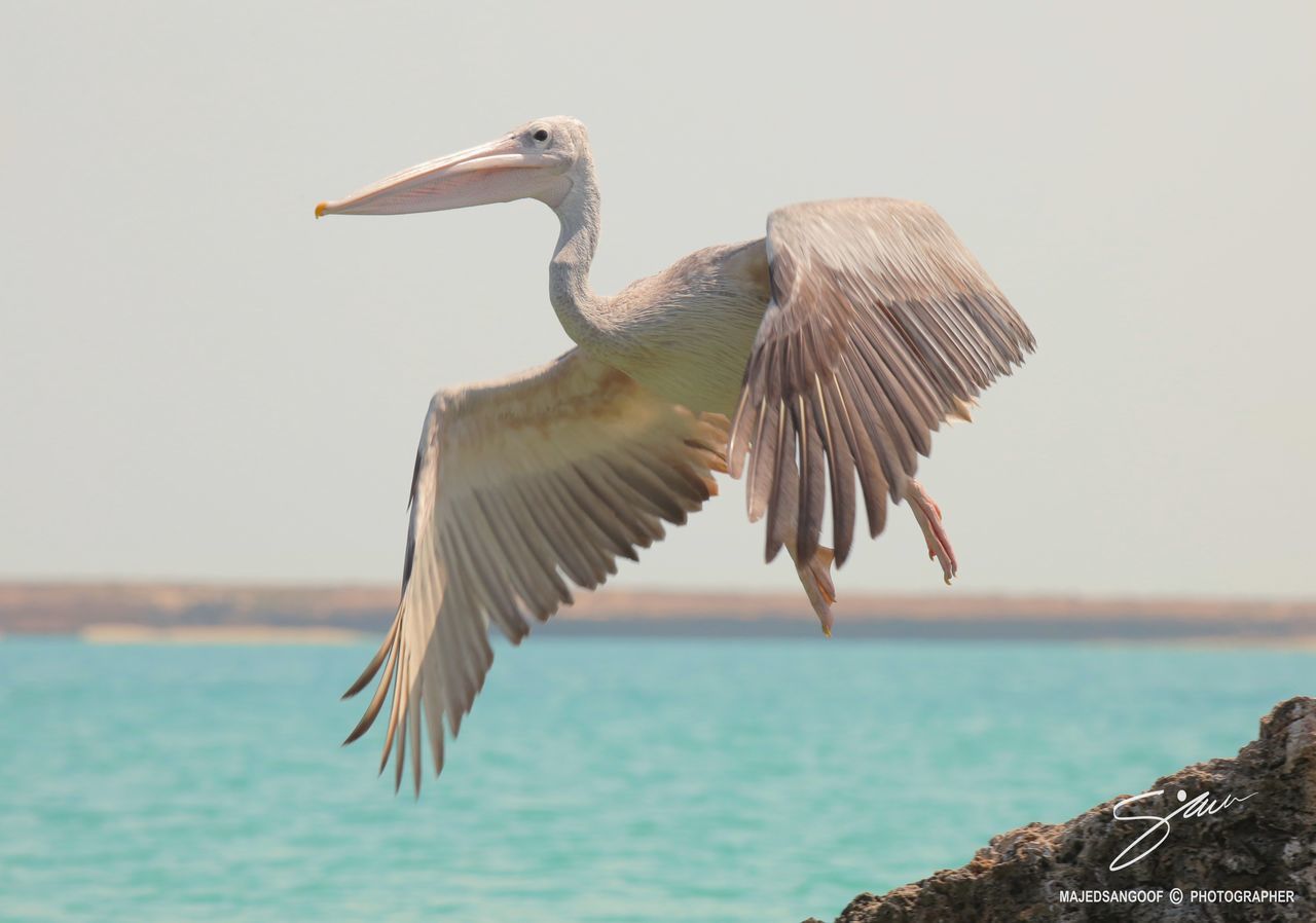 BIRDS FLYING OVER SEA