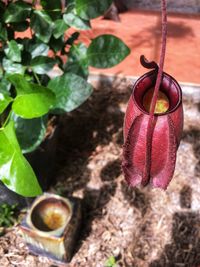 High angle view of red potted plant on field