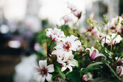 Close-up of pink cherry blossoms