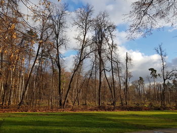 Bare trees on field against sky