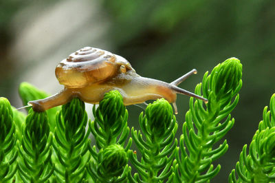 Close-up of snail on plant