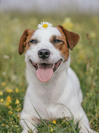 Close-up of a dog on field