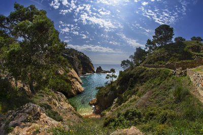 Trees growing on rocky shore by sea against sky