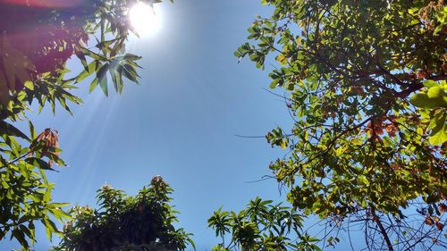 Low angle view of tree against sky