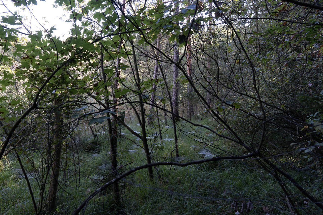 LOW ANGLE VIEW OF TREES