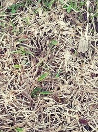 Full frame shot of grass