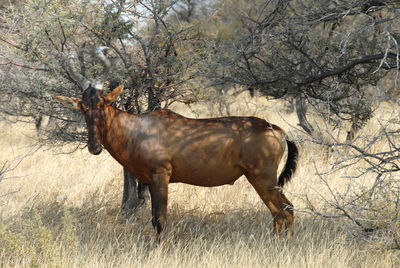 Side view of horse standing on field