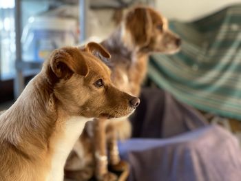 Close-up of dog looking away at home