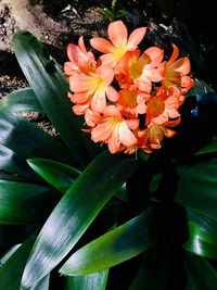 Close-up of flowers blooming outdoors