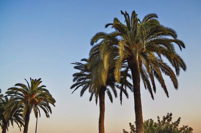 Low angle view of palm trees against clear sky