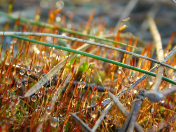 Close-up of plant against blurred background