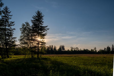 Trees on field against sky during sunset