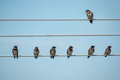 Low angle view of birds perching on cable against sky