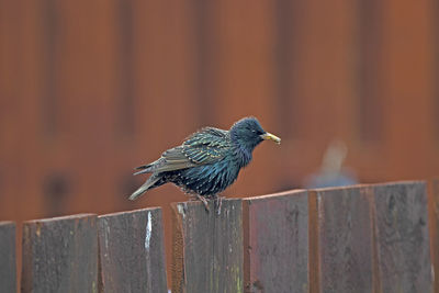 Close-up of bird perching on wooden post