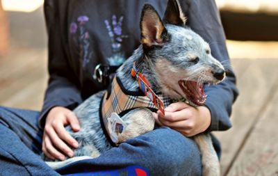 Midsection of man with dog