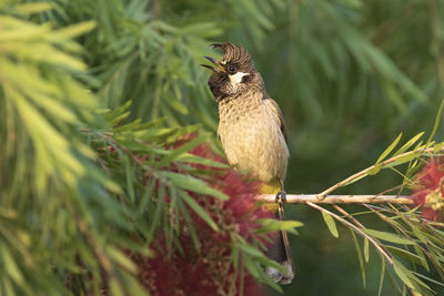 Close-up of bird perching on branch