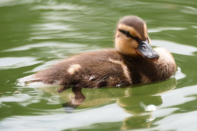 Duck swimming in lake