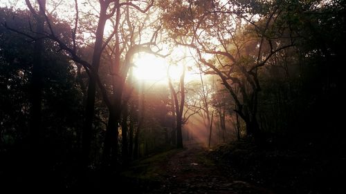 Trees in forest during sunset