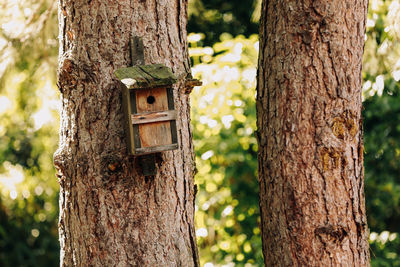 Close-up of tree trunk