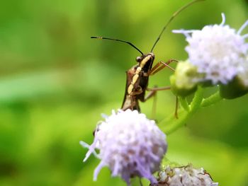 Close-up of insect on flower