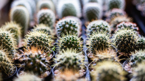 Full frame shot of succulent plants