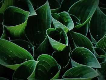 Full frame shot of fresh green plant