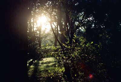 Sun shining through trees