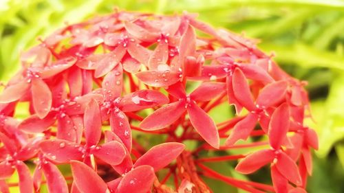 Close-up of wet red flowers blooming in park
