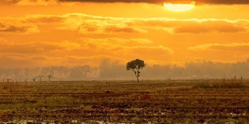 Scenic view of field against sky during sunset