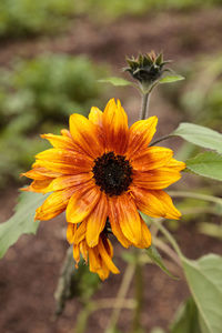 Close-up of yellow daisy flower