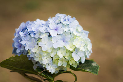 Close-up of white hydrangea