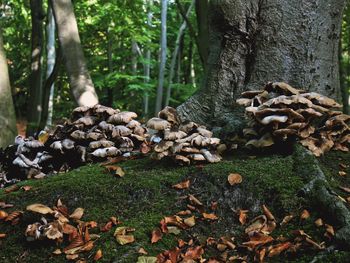 Close-up of mushrooms growing on tree trunk in forest