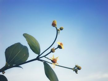 Low angle view of flowering plant against clear blue sky