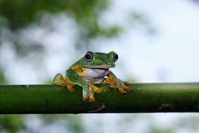 Close-up of frog on wood