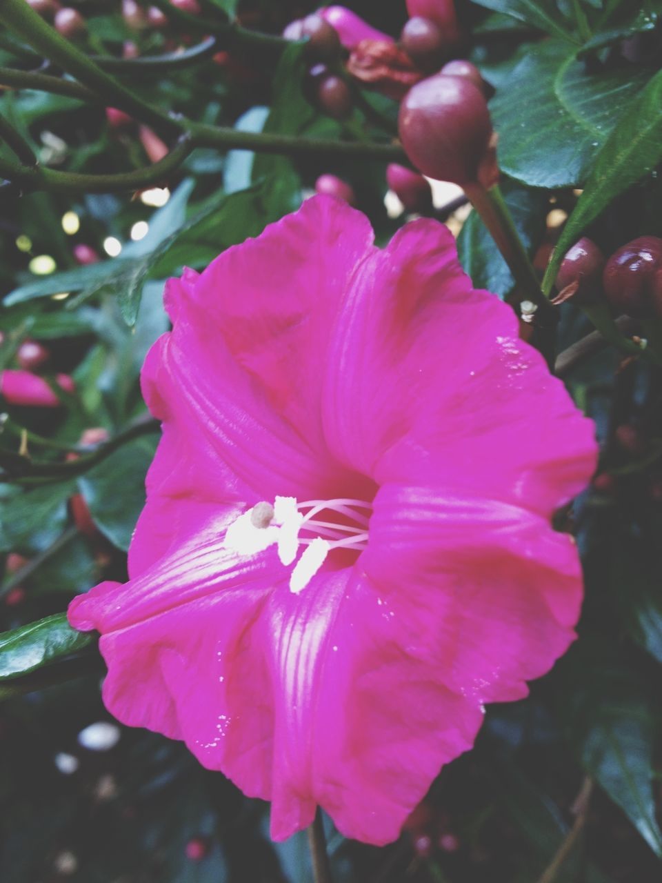 flower, freshness, petal, growth, fragility, flower head, pink color, close-up, beauty in nature, focus on foreground, nature, blooming, plant, leaf, in bloom, single flower, outdoors, day, no people, blossom